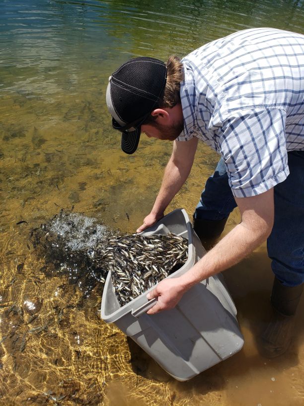 Fish Stocking