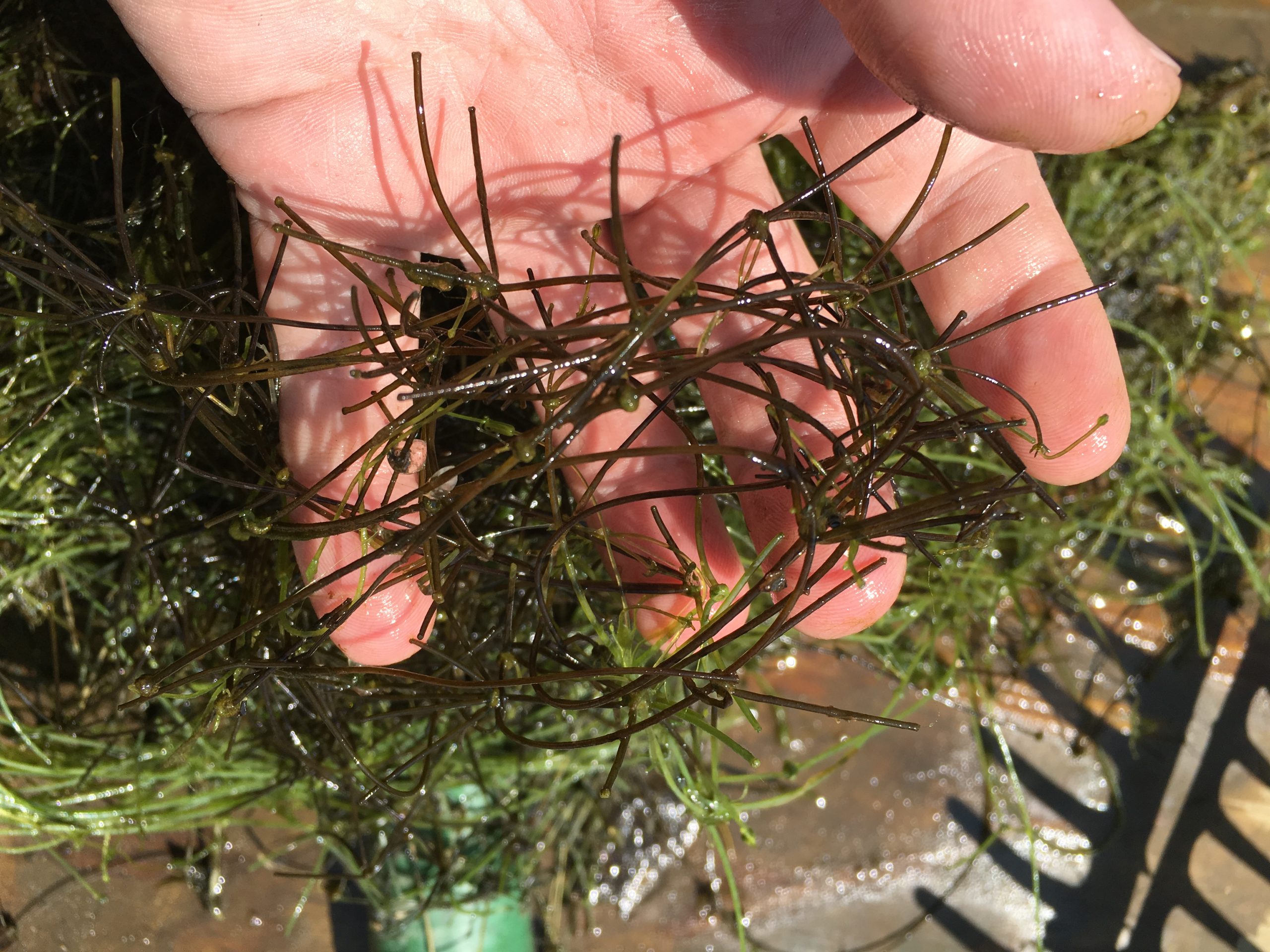 Plant Survey - Starry Stonewort